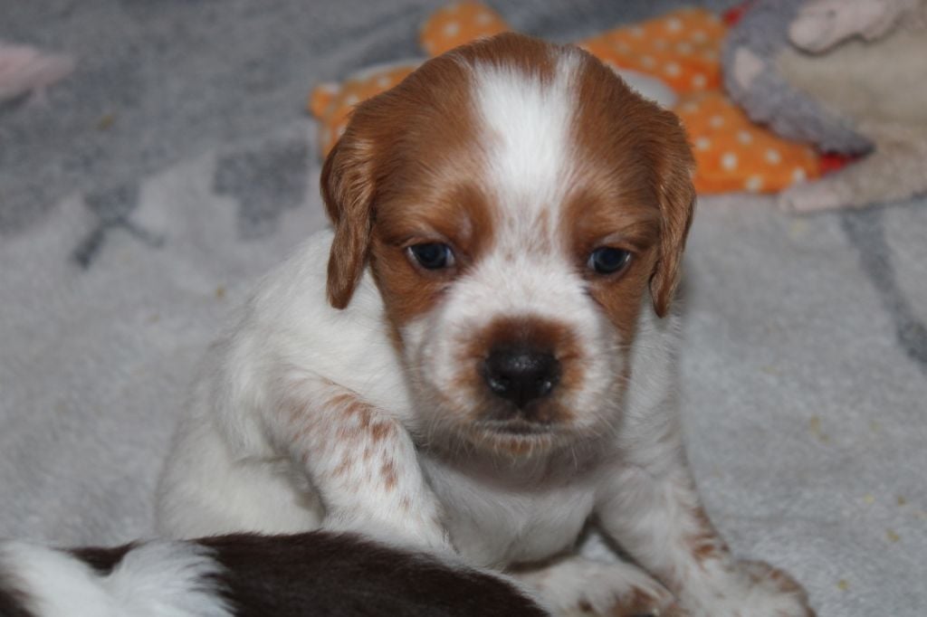 Artus De La Vallée De La Py