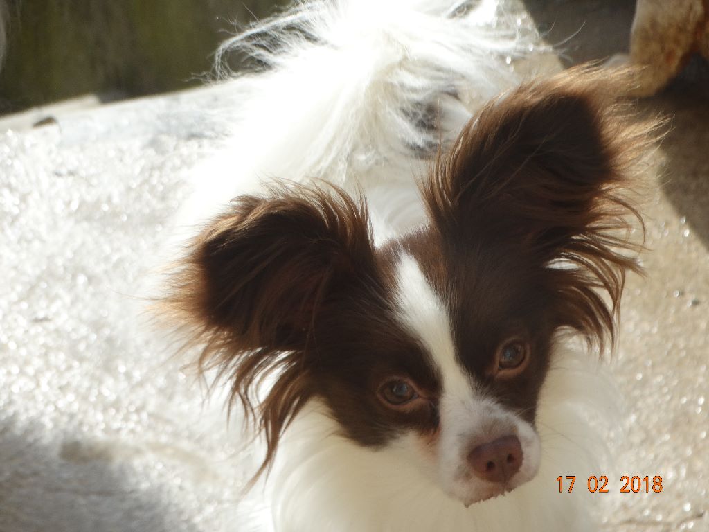 Mirabelle De La Vallée De La Py