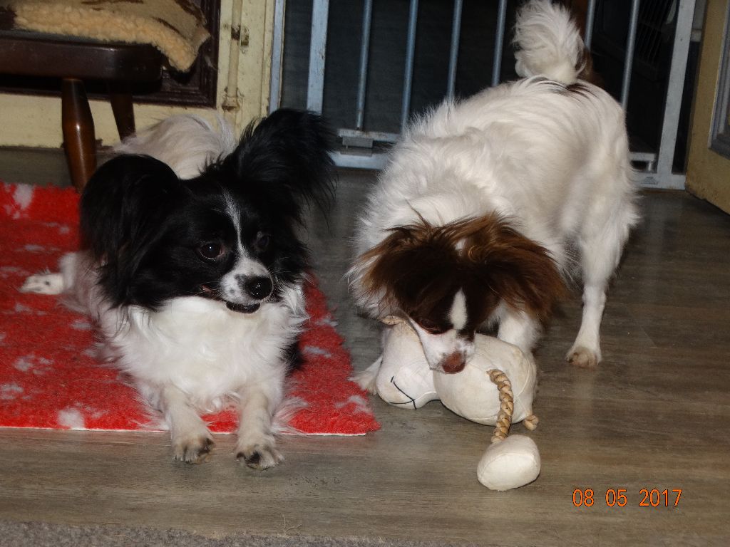 Mirabelle De La Vallée De La Py