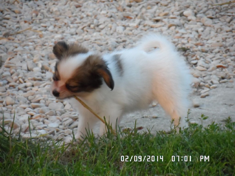 Jepp De La Vallée De La Py