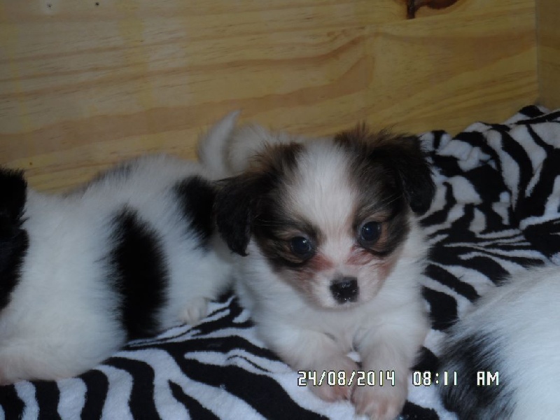 Jepp De La Vallée De La Py