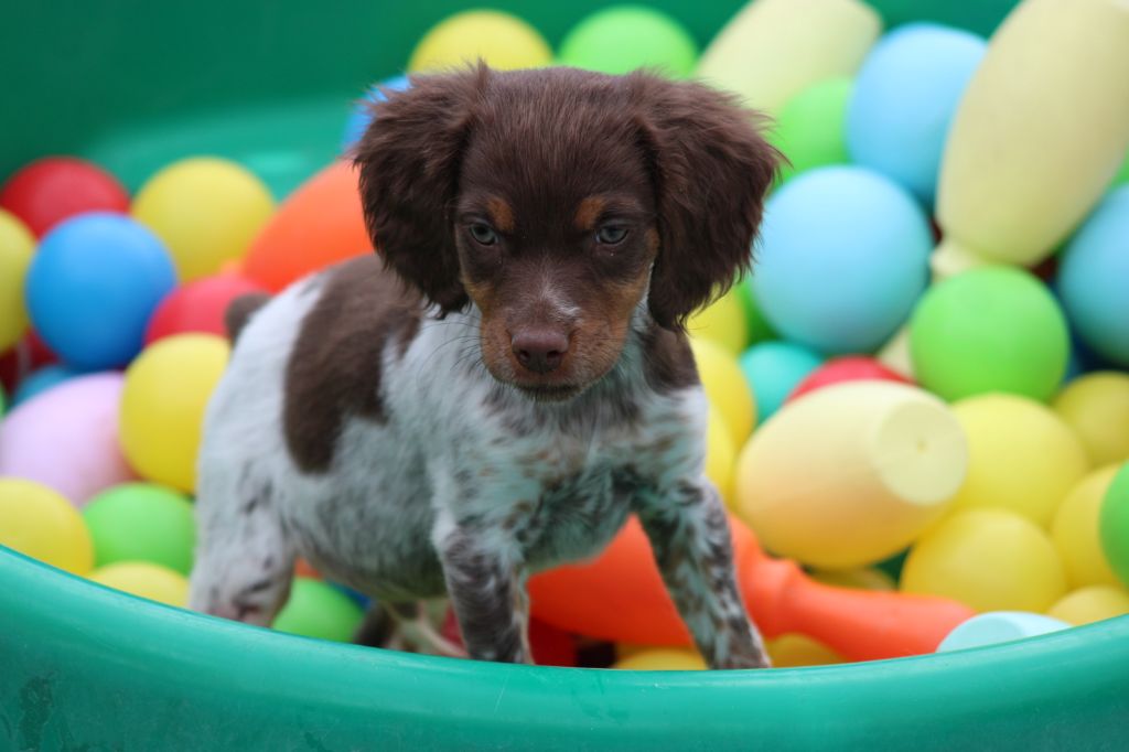 Toto De La Vallée De La Py