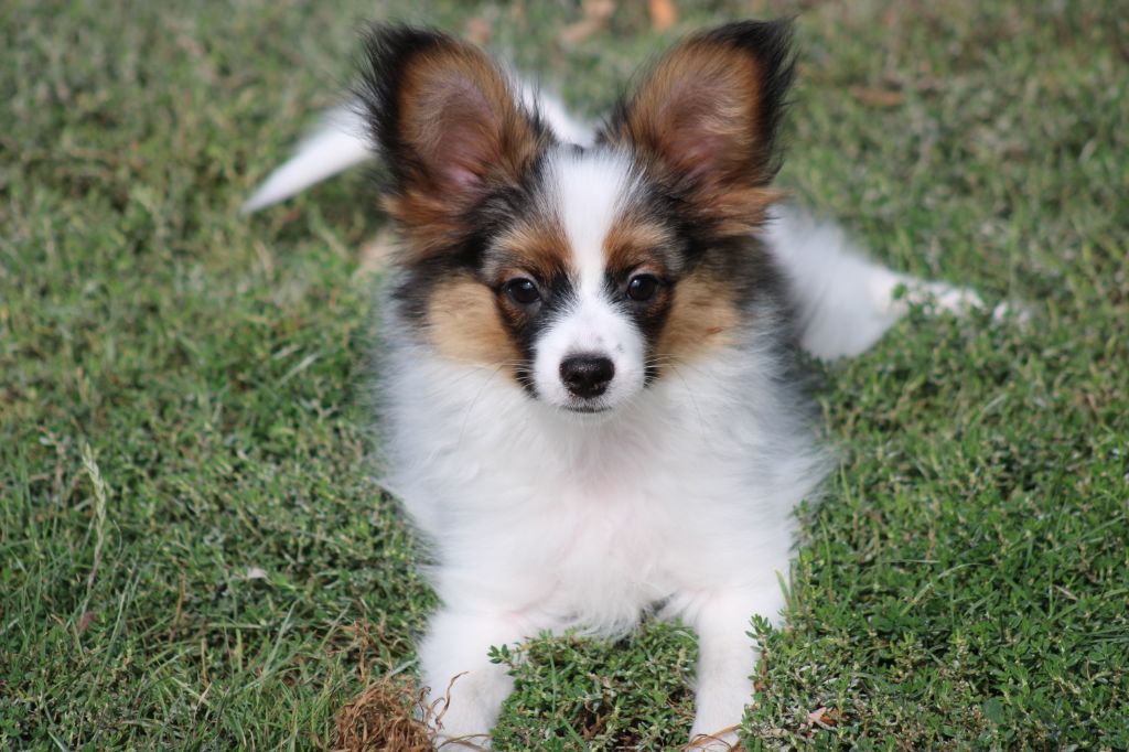 Ricky De La Vallée De La Py