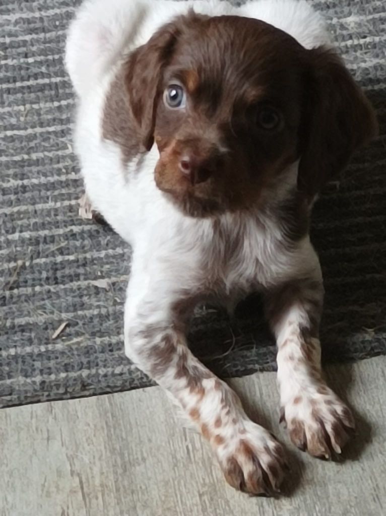 Toto De La Vallée De La Py