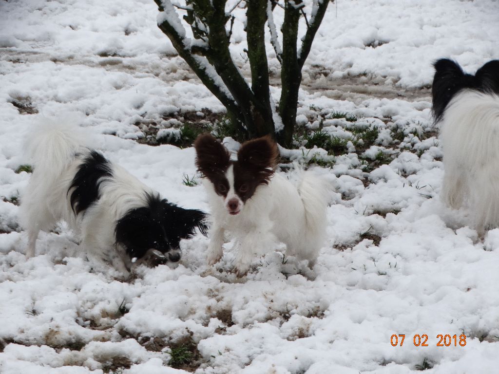 Mirabelle De La Vallée De La Py