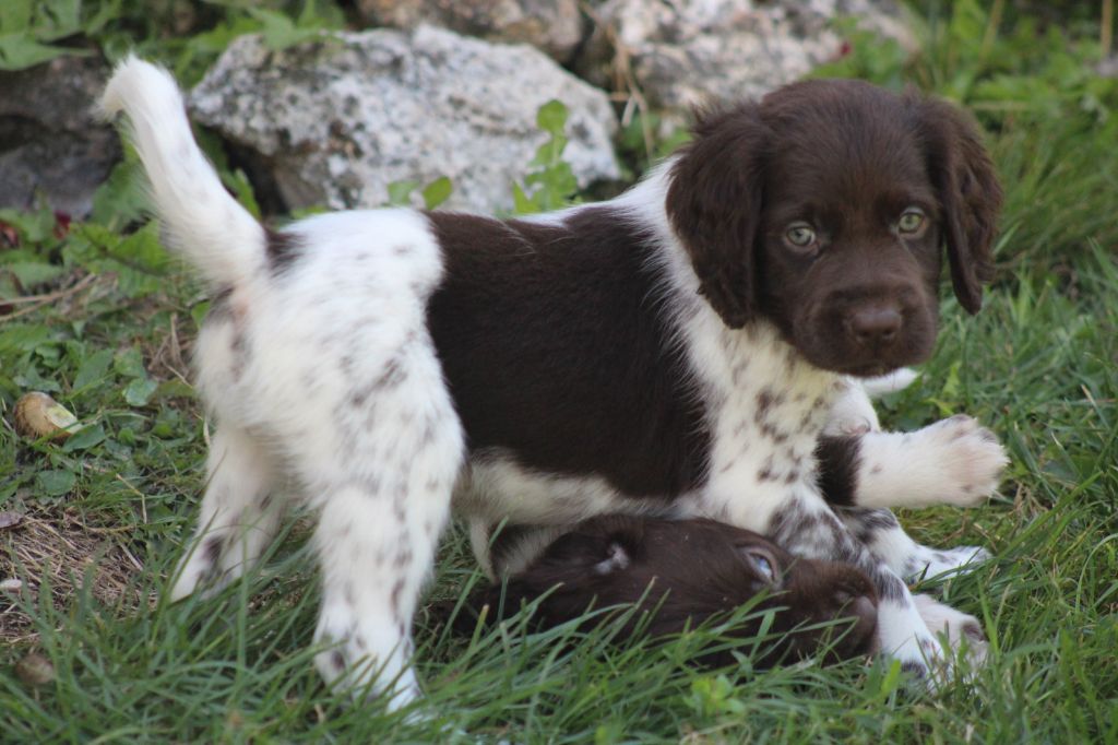 Alpha De La Vallée De La Py