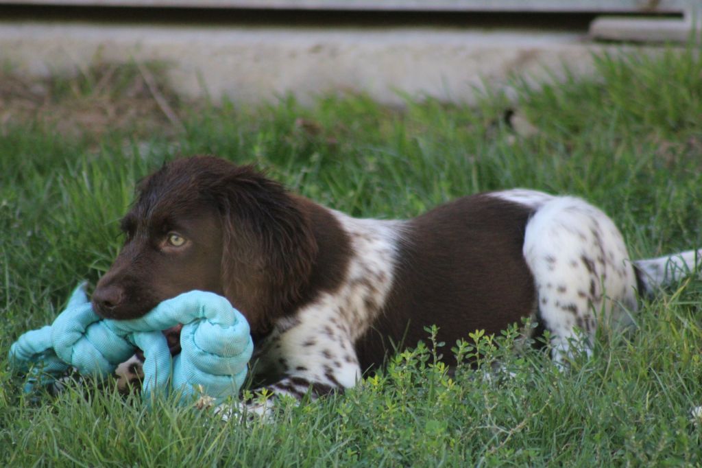 Alpha De La Vallée De La Py