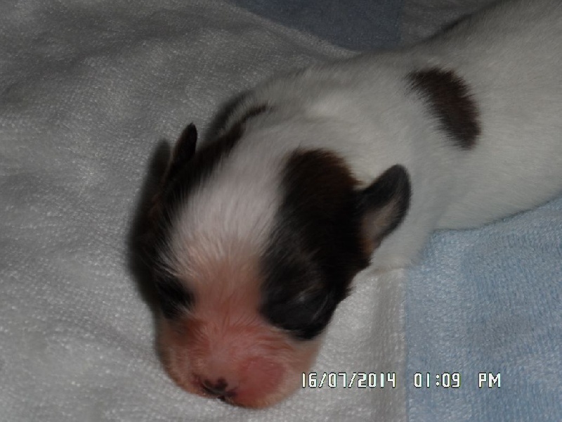 Jepp De La Vallée De La Py