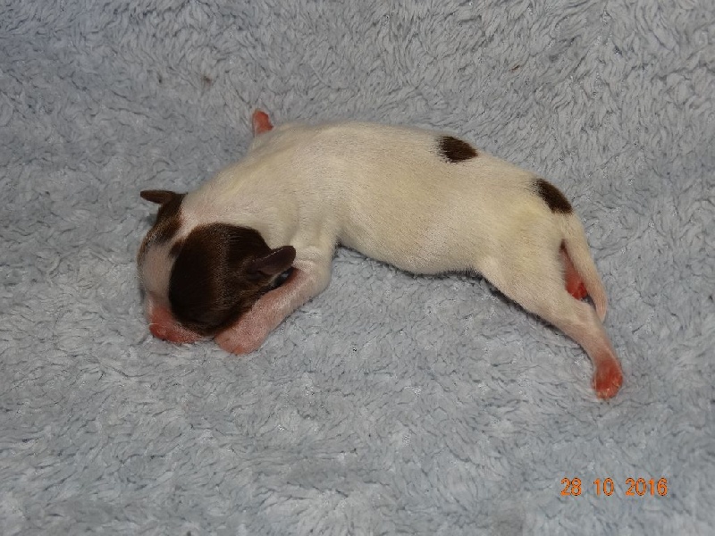 Mirabelle De La Vallée De La Py