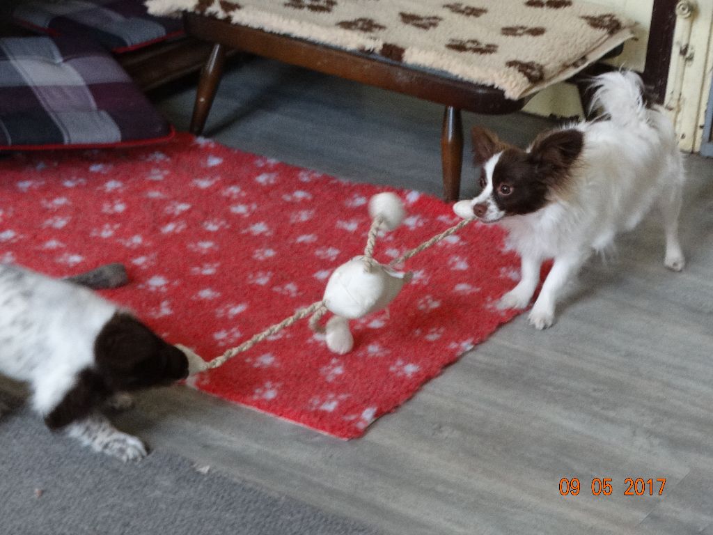 Mirabelle De La Vallée De La Py