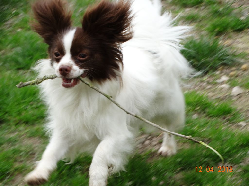 Mirabelle De La Vallée De La Py