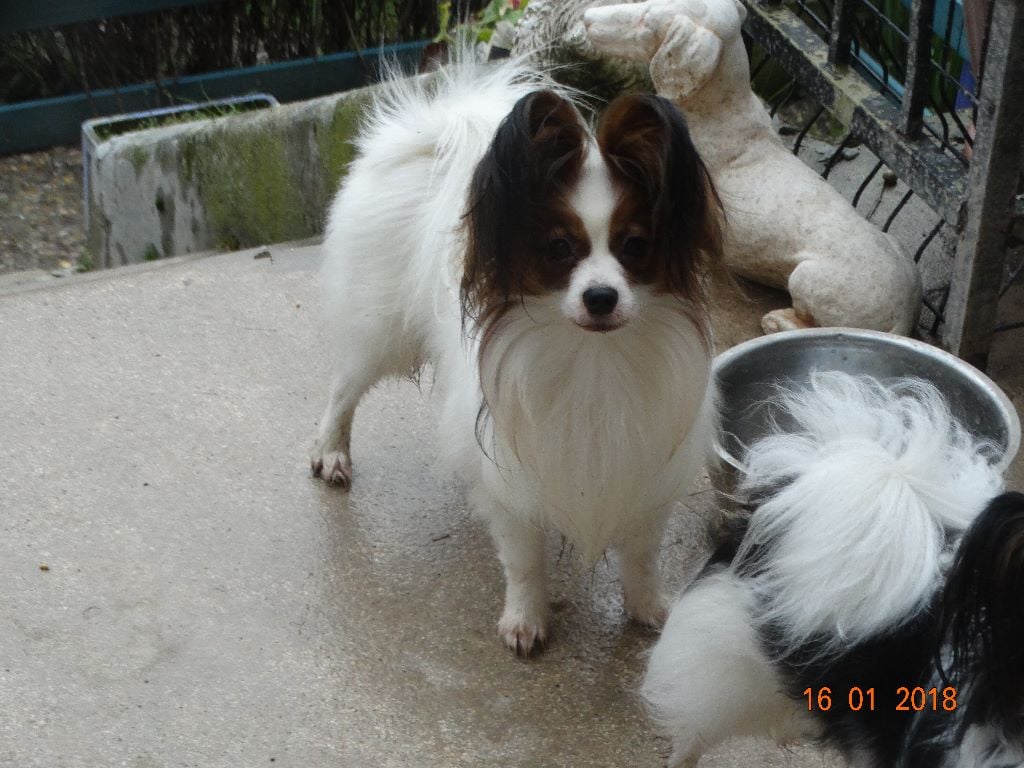 Jepp De La Vallée De La Py