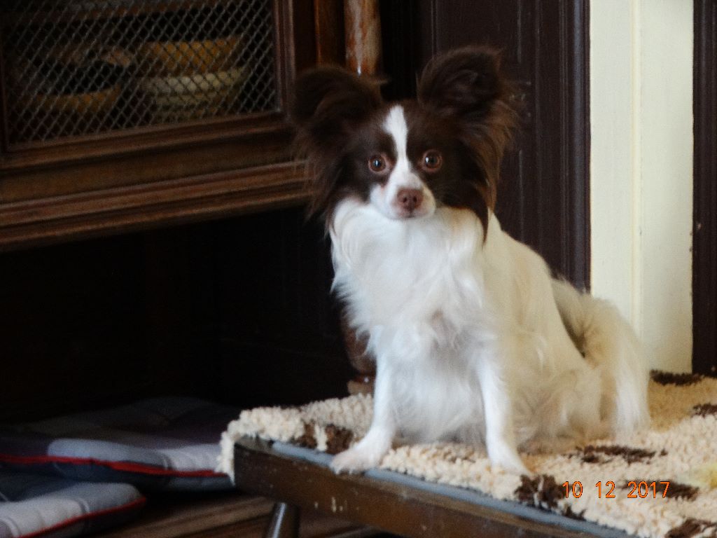 Mirabelle De La Vallée De La Py