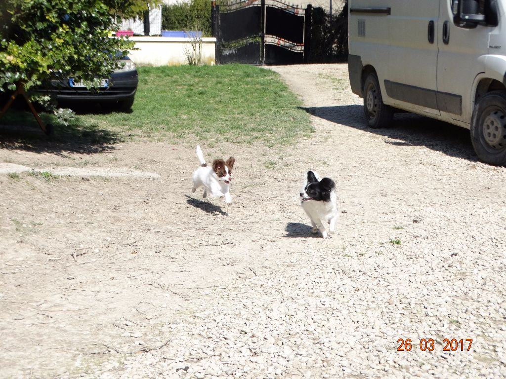 Mirabelle De La Vallée De La Py