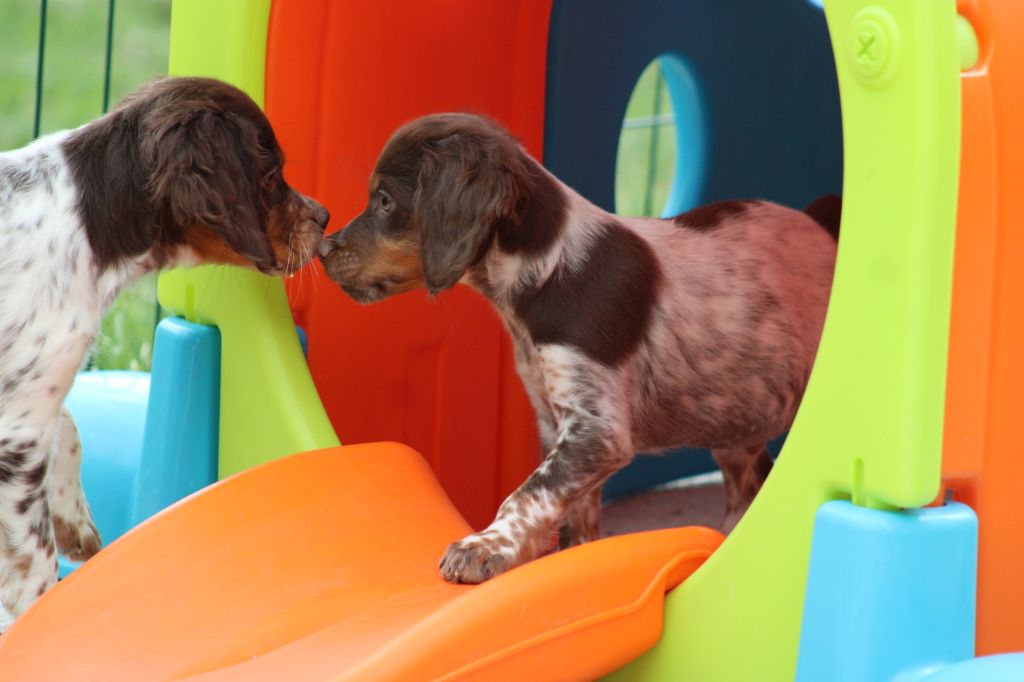 Toto De La Vallée De La Py