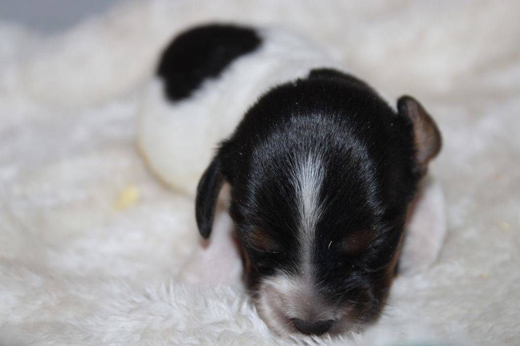 Publication : De La Vallée De La Py