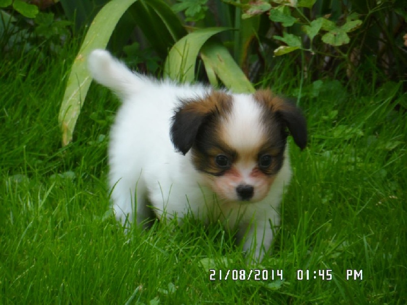 Jepp De La Vallée De La Py