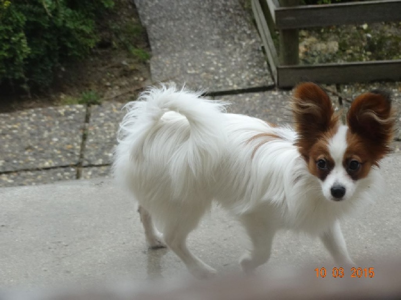 Jepp De La Vallée De La Py