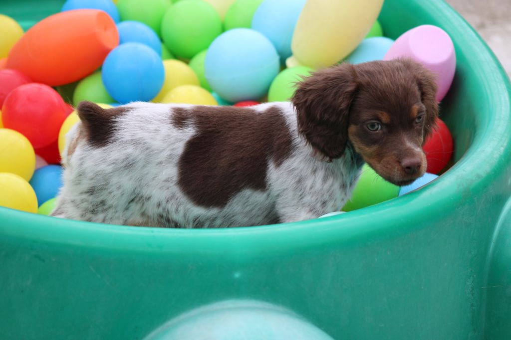 Toto De La Vallée De La Py