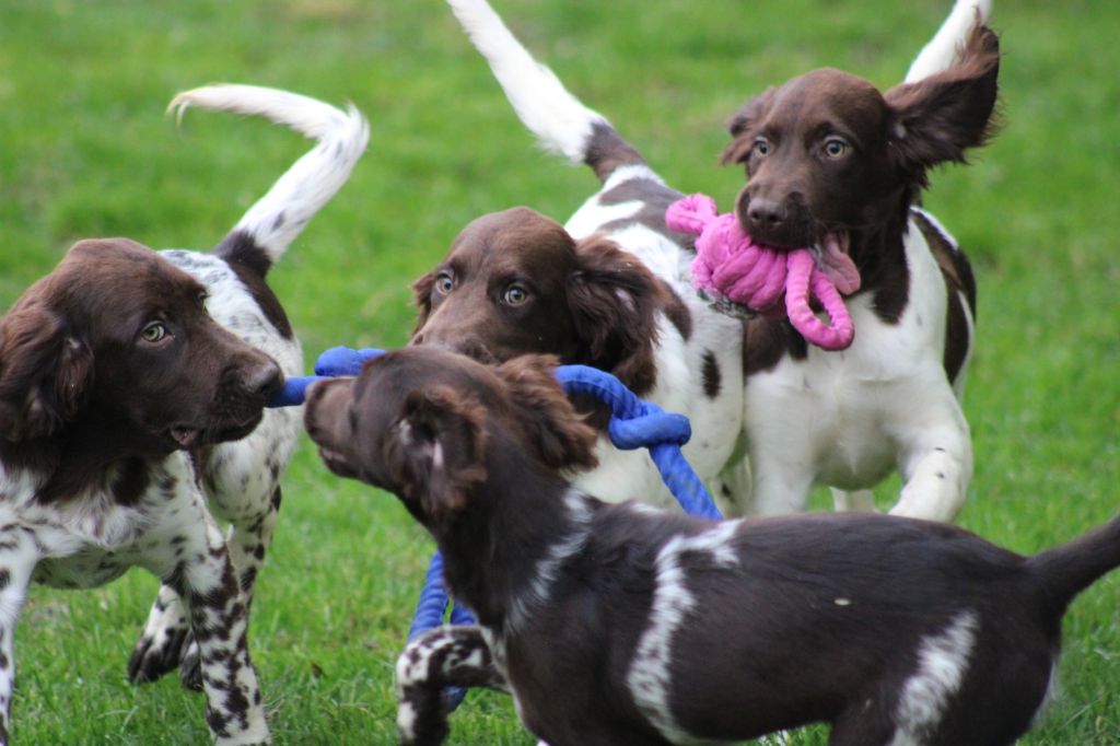 Alpha De La Vallée De La Py