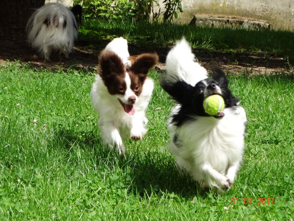 Mirabelle De La Vallée De La Py
