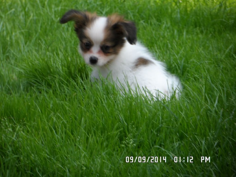 Jepp De La Vallée De La Py