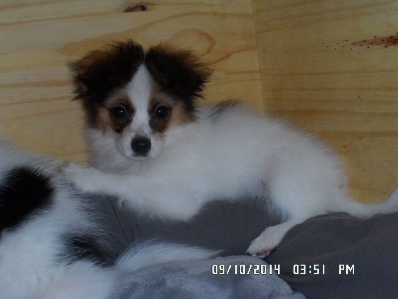 Jepp De La Vallée De La Py