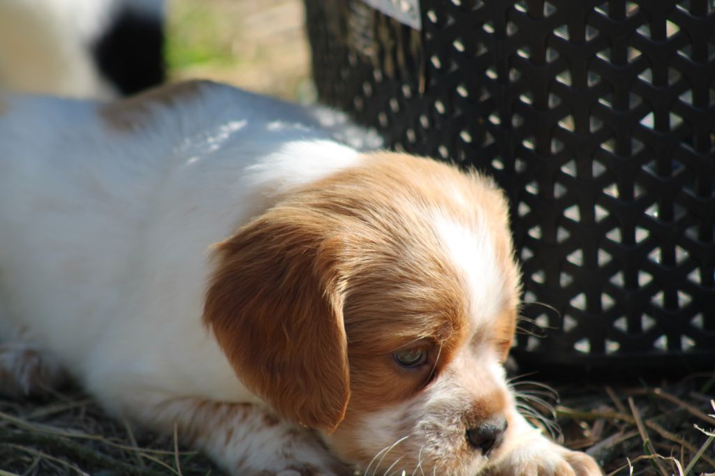 Artus De La Vallée De La Py