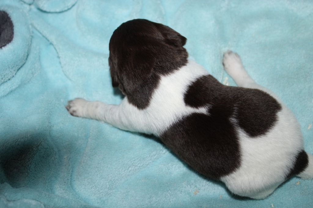 Alpha De La Vallée De La Py