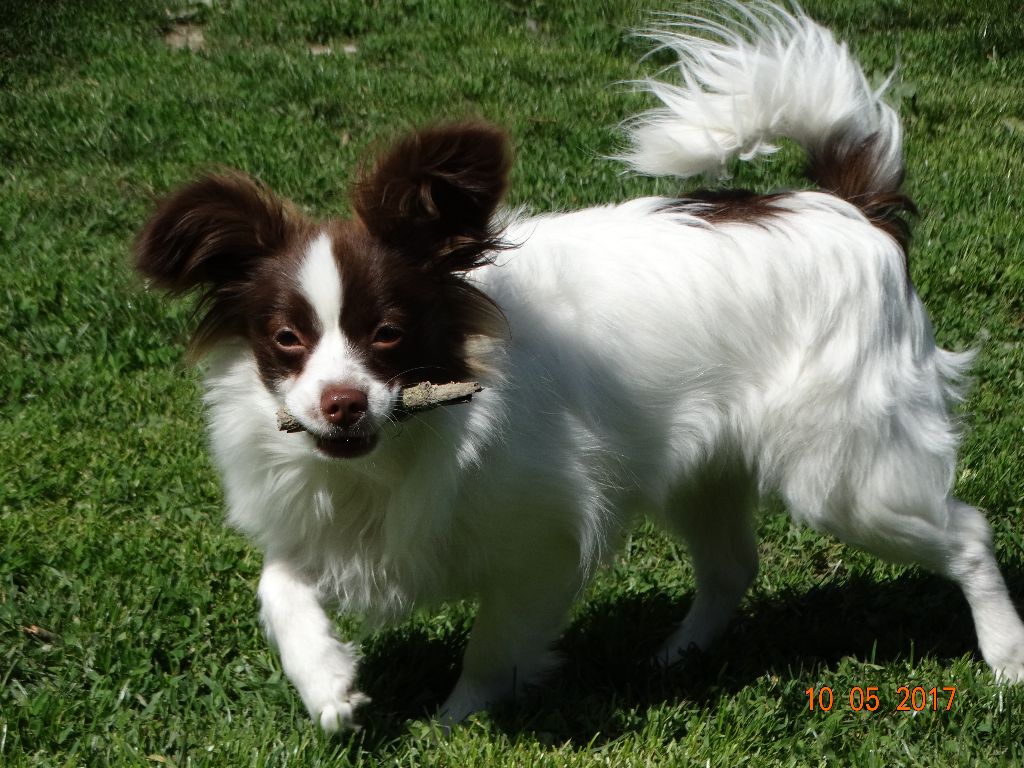 Mirabelle De La Vallée De La Py