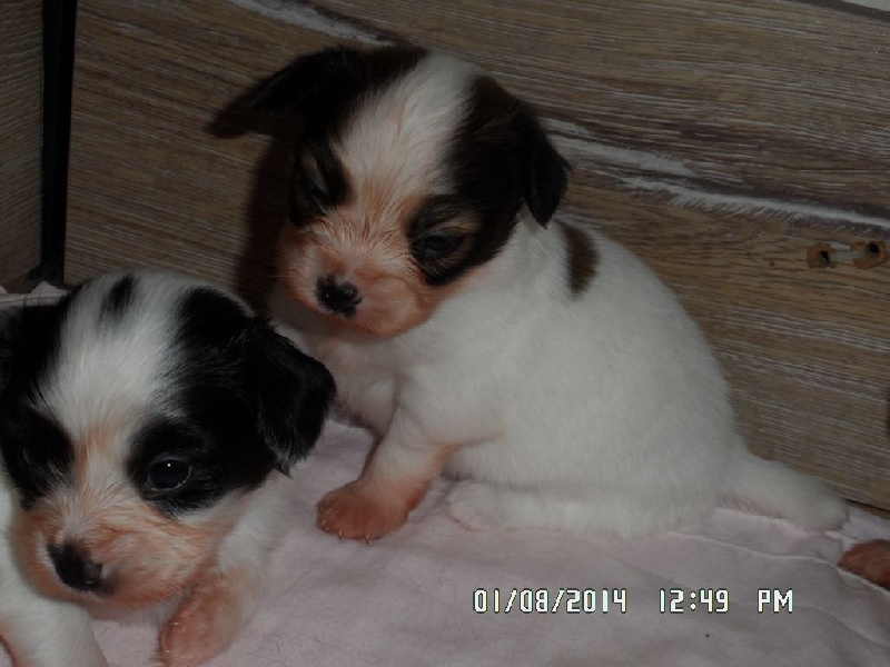 Jepp De La Vallée De La Py