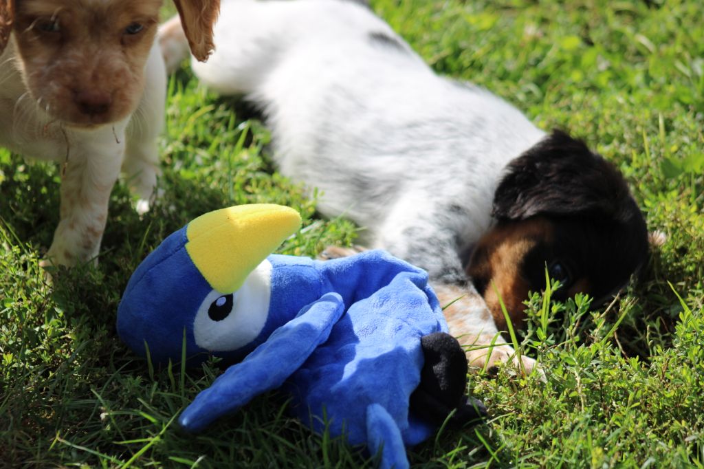 Publication : De La Vallée De La Py