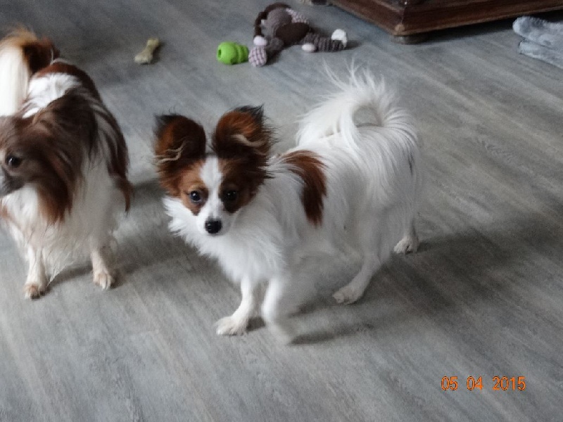 Jepp De La Vallée De La Py