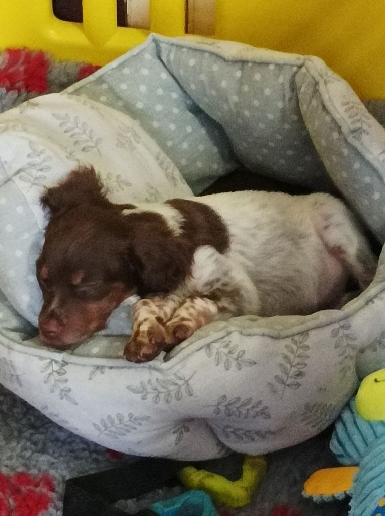 Toto De La Vallée De La Py