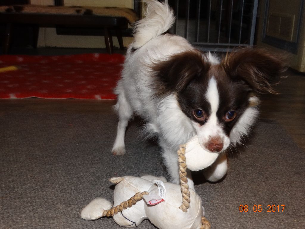 Mirabelle De La Vallée De La Py