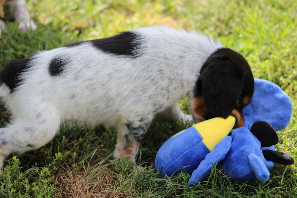 Publication : De La Vallée De La Py