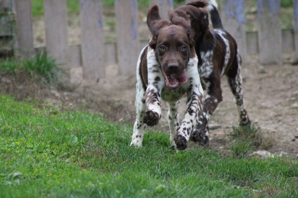 Alpha De La Vallée De La Py