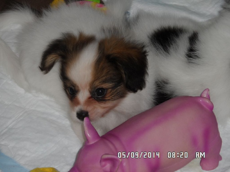 Jepp De La Vallée De La Py