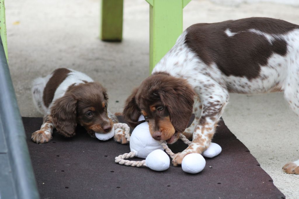 Toto De La Vallée De La Py