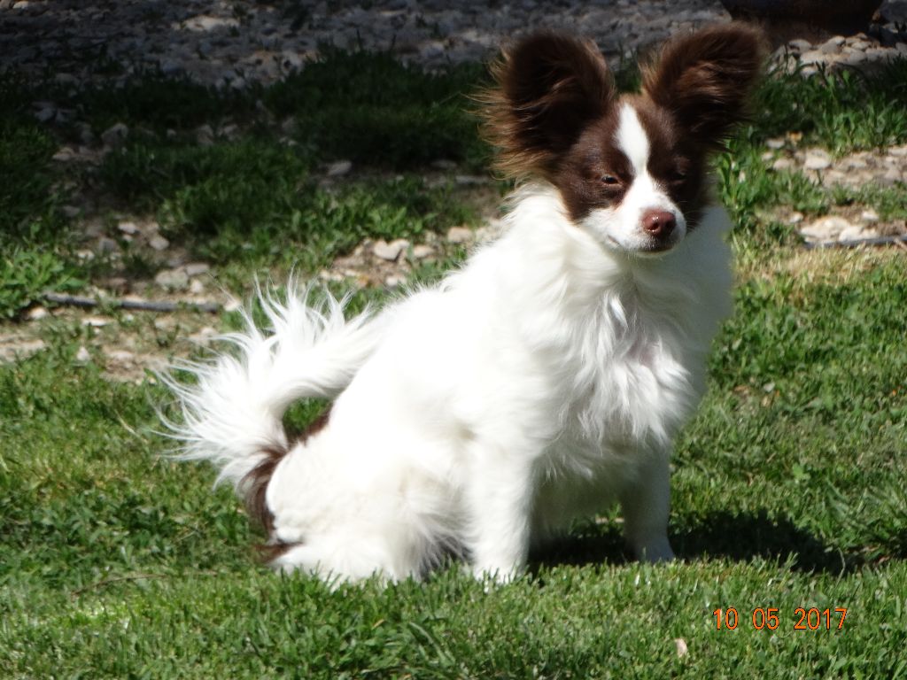 Mirabelle De La Vallée De La Py