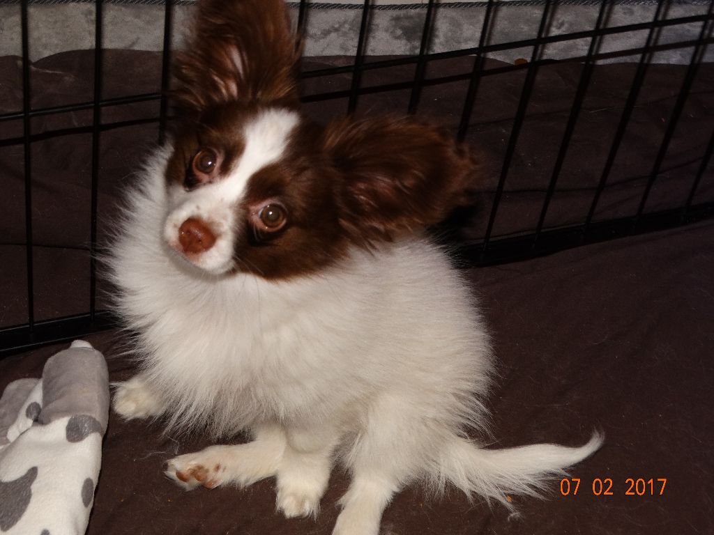 Mirabelle De La Vallée De La Py