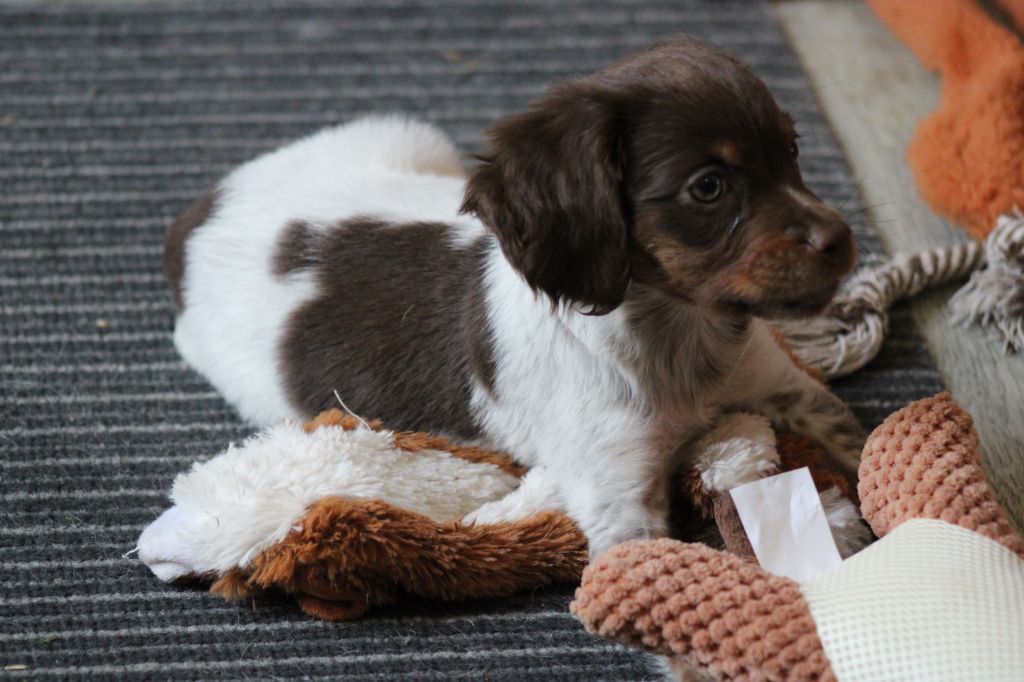 Toto De La Vallée De La Py