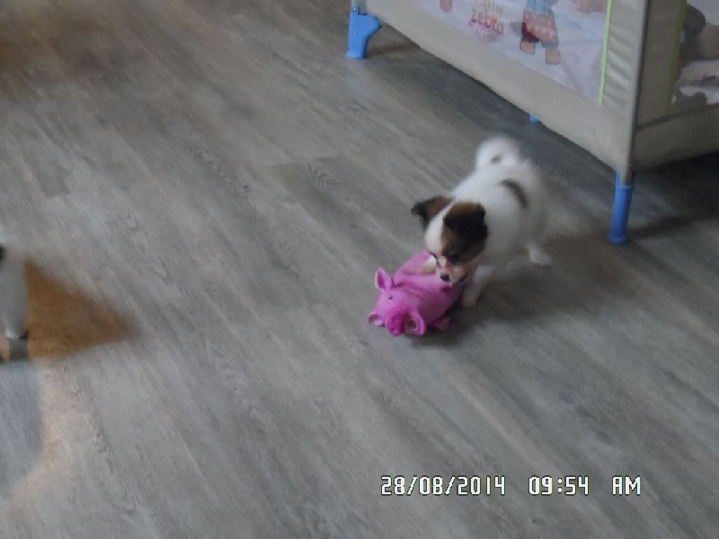 Jepp De La Vallée De La Py