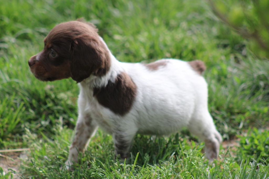 Toto De La Vallée De La Py