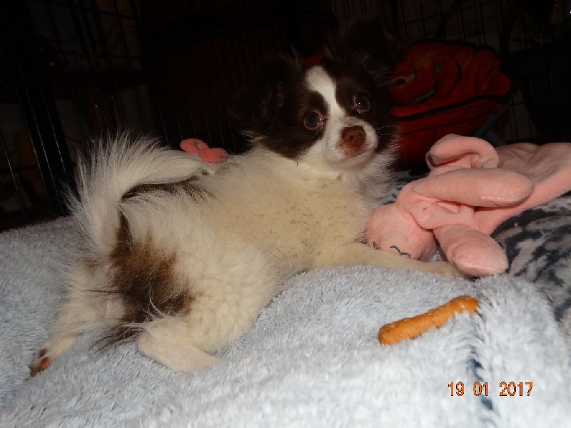 Mirabelle De La Vallée De La Py