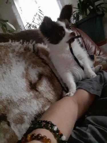 Mirabelle De La Vallée De La Py