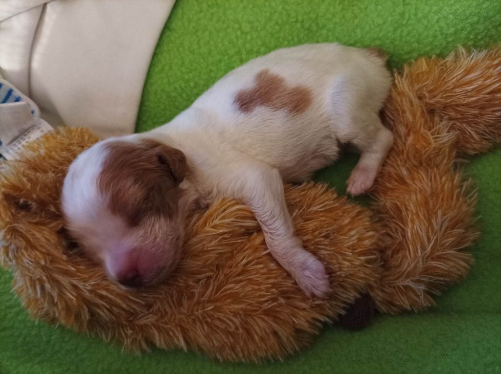 Tcho De La Vallée De La Py