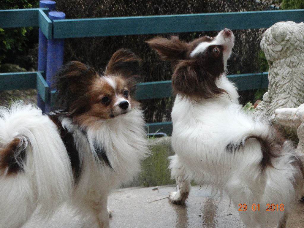 Mirabelle De La Vallée De La Py