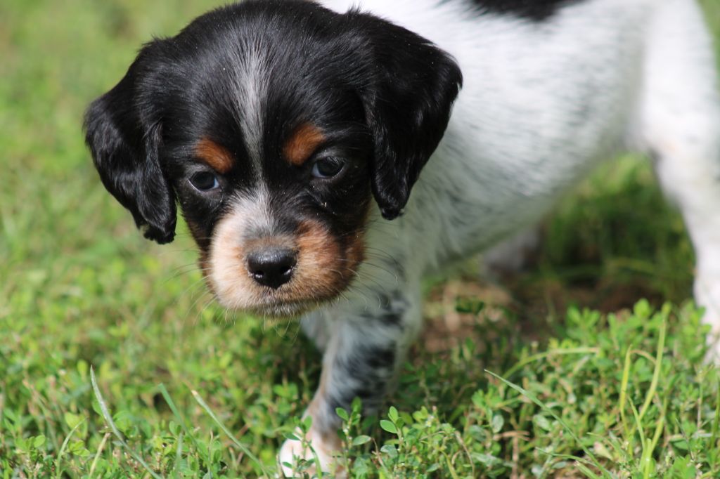 Publication : De La Vallée De La Py