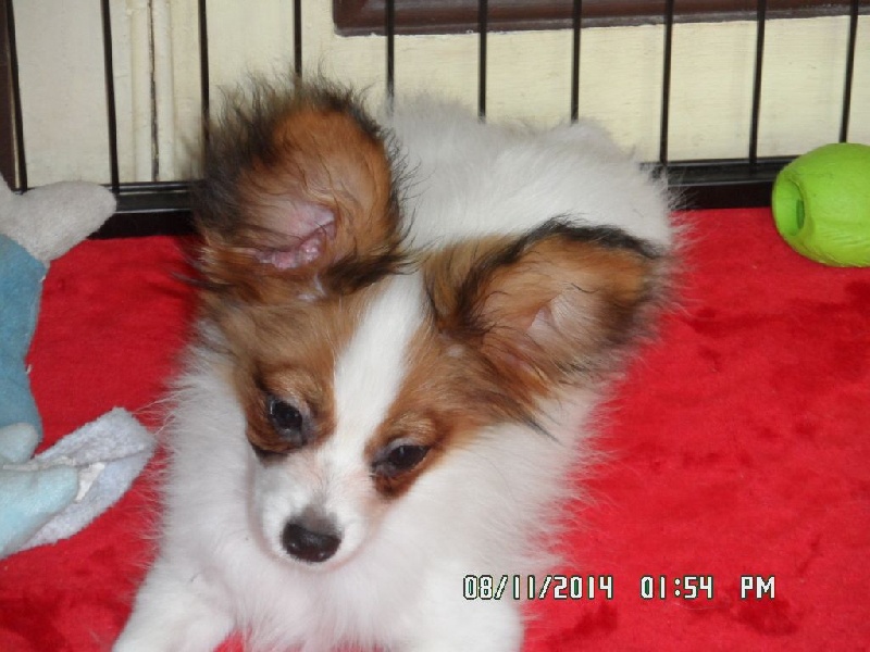 Jepp De La Vallée De La Py